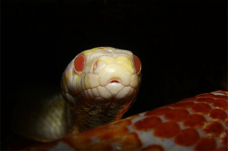 Portrait of a corn snake (Pantherophis guttata) of the color form "Snow corn" Stock Photo - Budget Royalty-Free & Subscription, Code: 400-04896900