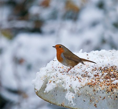 robin - European Robin on feeder in snow Stock Photo - Budget Royalty-Free & Subscription, Code: 400-04898068