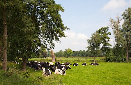 dutch cow pictures - Dutch cows in the meadow Stock Photo - Budget Royalty-Free & Subscription, Code: 400-04898362