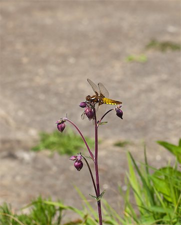 Broad-bodied Chaser Dragonfly perched on Aquilegia Stock Photo - Budget Royalty-Free & Subscription, Code: 400-04898485