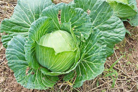 simsearch:400-04882980,k - Organic cabbage in the garden Photographie de stock - Aubaine LD & Abonnement, Code: 400-04898630