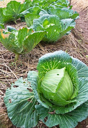 simsearch:400-04882980,k - Organic cabbage in the garden Photographie de stock - Aubaine LD & Abonnement, Code: 400-04898631