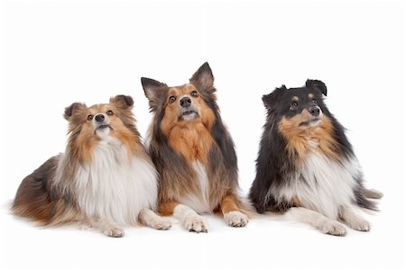 shetland sheepdog - three Shetland Sheepdogs in front of a white background Stock Photo - Budget Royalty-Free & Subscription, Code: 400-04899126