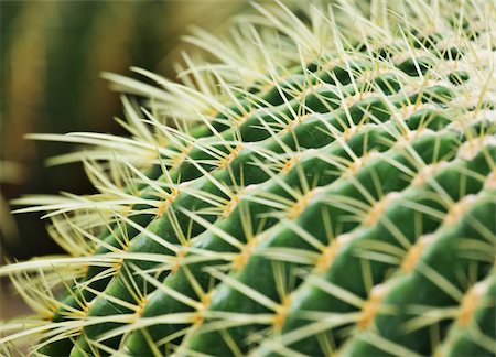 existence - cactus close up Stock Photo - Budget Royalty-Free & Subscription, Code: 400-04899218