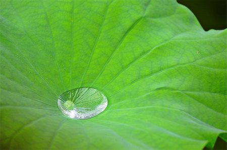 simsearch:400-05363406,k - Drop water on Lotus leaf Stock Photo - Budget Royalty-Free & Subscription, Code: 400-04899240