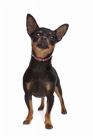 pinscher - Miniature Pinscher in front of a white background Photographie de stock - Aubaine LD & Abonnement, Code: 400-04899377