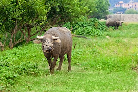 simsearch:400-05151981,k - Domestic Asian water buffalo on a pasture in the southeastern China. Foto de stock - Super Valor sin royalties y Suscripción, Código: 400-04899541