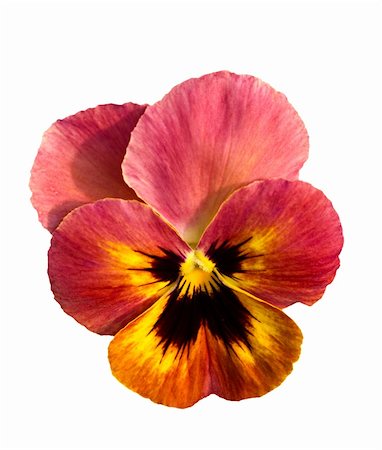 single pansy flower blossom isolated on white background Stock Photo - Budget Royalty-Free & Subscription, Code: 400-04899880