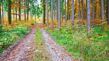 seasonal change - An image of a nice autumn forest background Stock Photo - Budget Royalty-Free & Subscription, Code: 400-04890902