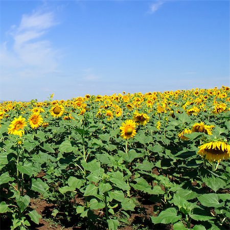 simsearch:400-04996406,k - field of sunflowers Stock Photo - Budget Royalty-Free & Subscription, Code: 400-04892991