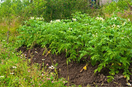 Potato field with young potato plants on sunny day Stock Photo - Budget Royalty-Free & Subscription, Code: 400-04893384