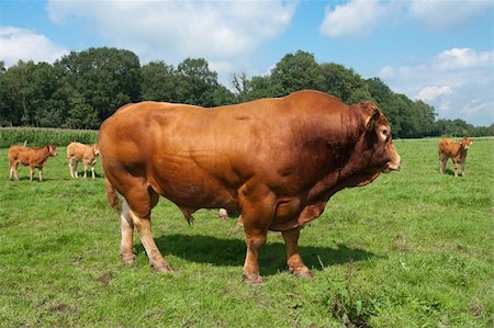 very impressive limousine bull in a dutch meadow Stock Photo - Budget Royalty-Free & Subscription, Code: 400-04904150