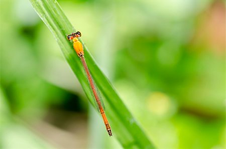 simsearch:400-04710191,k - red dragonfly in green nature or in garden Stock Photo - Budget Royalty-Free & Subscription, Code: 400-04905046
