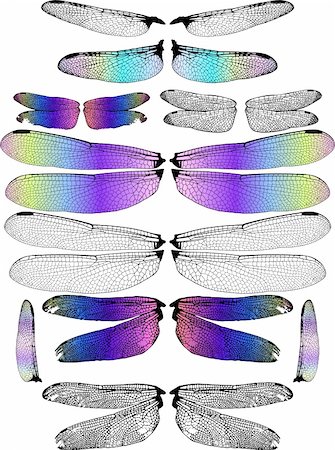 damselfly - Diaphanous Delicate Dragonfly Wings Stock Photo - Budget Royalty-Free & Subscription, Code: 400-04905797