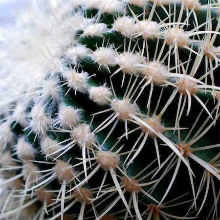 Golden Barrel Cactus - Echinocactus grusonii Cactaceae macro Stock Photo - Budget Royalty-Free & Subscription, Code: 400-04906207
