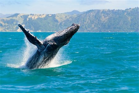 Massive humpback whale playing in water captured from Whale whatching boat Stock Photo - Budget Royalty-Free & Subscription, Code: 400-04907736