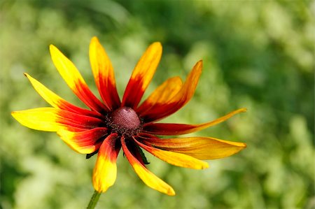 Coneflower (Rudbeckia). Decorative garden flower. Stock Photo - Budget Royalty-Free & Subscription, Code: 400-04907781