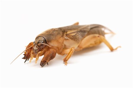 mole cricket isolated on white background Stock Photo - Budget Royalty-Free & Subscription, Code: 400-04907977