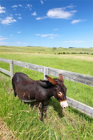 simsearch:400-05705152,k - One of the famous begging burros of Custer State Park in South Dakota. Stock Photo - Budget Royalty-Free & Subscription, Code: 400-04909669