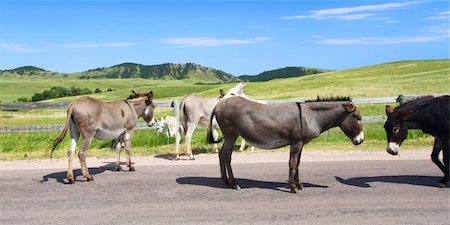 simsearch:400-05705152,k - Famous begging burros on the Wildlife Loop Road at Custer State Park in South Dakota. Stock Photo - Budget Royalty-Free & Subscription, Code: 400-04909670