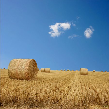 Straw Bales on Farmland with blue Sky Stock Photo - Budget Royalty-Free & Subscription, Code: 400-04900413