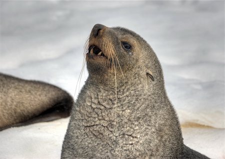 simsearch:400-04533218,k - Antarctica, fur-seal Stock Photo - Budget Royalty-Free & Subscription, Code: 400-04900456