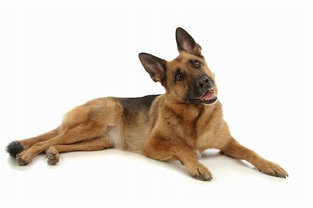 German Shepherd in front of a white background Stock Photo - Budget Royalty-Free & Subscription, Code: 400-04901142