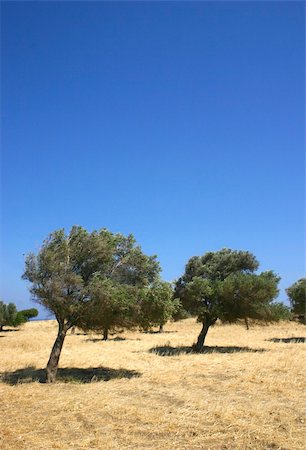 simsearch:400-04794343,k - olive trees bending on windy hill, against blue sky background Stock Photo - Budget Royalty-Free & Subscription, Code: 400-04903173