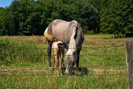 a few horses and colts pasture near the forest of chaux Stock Photo - Budget Royalty-Free & Subscription, Code: 400-04914057