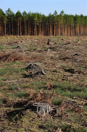 simsearch:673-02801432,k - A picture of tree stumps and green forest in the background Stock Photo - Budget Royalty-Free & Subscription, Code: 400-04914133