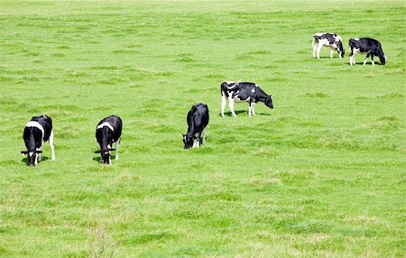 dutch cow pictures - Dutch cows grazing in the meadow Stock Photo - Budget Royalty-Free & Subscription, Code: 400-04914389