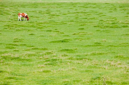 dutch cow pictures - Dutch cow grazing in the meadow Stock Photo - Budget Royalty-Free & Subscription, Code: 400-04914449