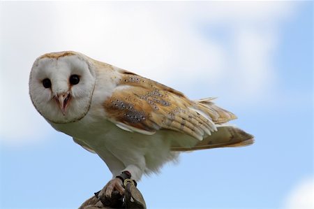 simsearch:400-07745600,k - a beatiful owl Stock Photo - Budget Royalty-Free & Subscription, Code: 400-04914635