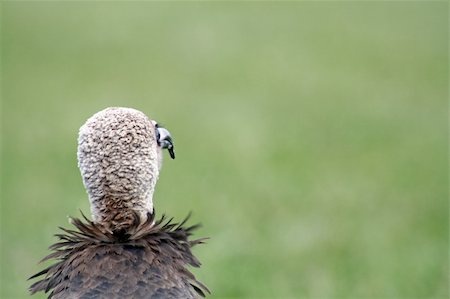 simsearch:400-07745600,k - the back of a vultures head Stock Photo - Budget Royalty-Free & Subscription, Code: 400-04914647