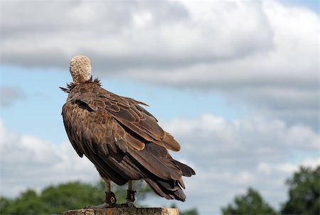 simsearch:400-07745600,k - a stunning bird of prey  the vulture Stock Photo - Budget Royalty-Free & Subscription, Code: 400-04914640