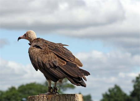 simsearch:400-07745600,k - a stunning bird of prey  the vulture Stock Photo - Budget Royalty-Free & Subscription, Code: 400-04914641