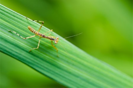 simsearch:400-04698964,k - little mantis in green nature or in the garden Photographie de stock - Aubaine LD & Abonnement, Code: 400-04914819