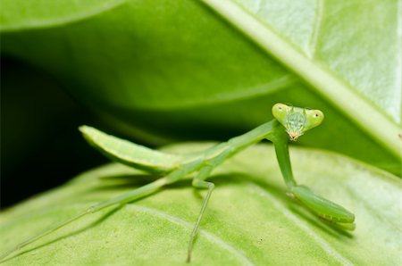 simsearch:400-04698964,k - little mantis in green nature or in the garden Photographie de stock - Aubaine LD & Abonnement, Code: 400-04914869