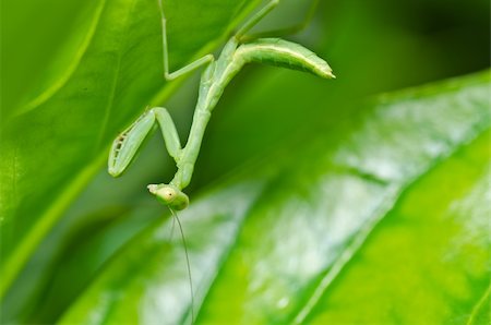 simsearch:400-04698964,k - little mantis in green nature or in the garden Photographie de stock - Aubaine LD & Abonnement, Code: 400-04914861