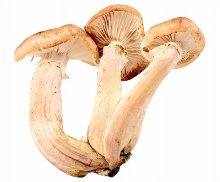 simsearch:400-04766599,k - Group of three fresh mushroom. Closeup. Isolated on white background. Studio photography. Stock Photo - Budget Royalty-Free & Subscription, Code: 400-04914930