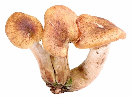 simsearch:400-04766599,k - Group of three fresh mushroom. Closeup. Isolated on white background. Studio photography. Stock Photo - Budget Royalty-Free & Subscription, Code: 400-04914931