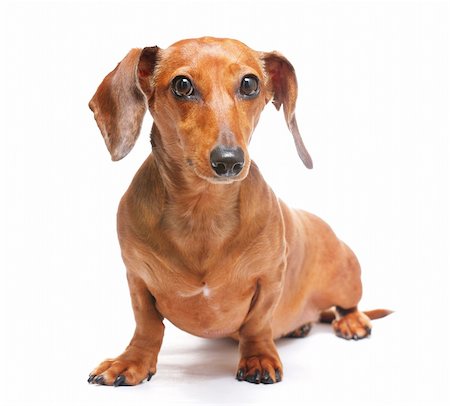 simsearch:400-05241006,k - dachshund Stock Photo - Budget Royalty-Free & Subscription, Code: 400-04915006