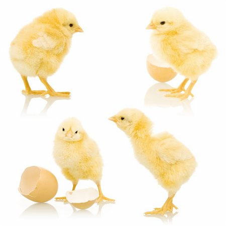 Four little yellow chickens isolated with a bit of reflection Stock Photo - Budget Royalty-Free & Subscription, Code: 400-04916161