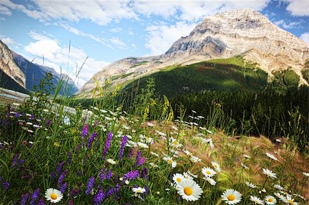 Field of daisies and wild flowers with Rocky Mountains in background Stock Photo - Budget Royalty-Free & Subscription, Code: 400-04916649