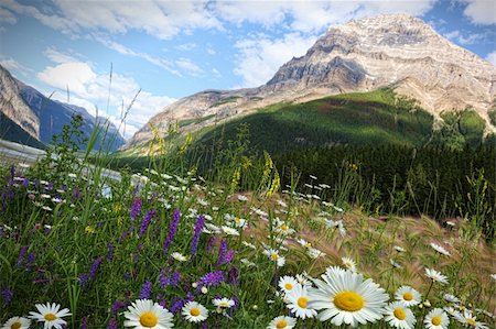 Field of daisies and wild flowers with Rocky Mountains in background Stock Photo - Budget Royalty-Free & Subscription, Code: 400-04916650