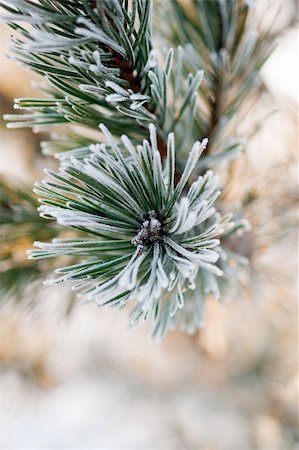 fir needle - Close up of pine needles with rime frost Stock Photo - Budget Royalty-Free & Subscription, Code: 400-04917954