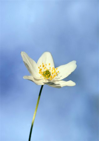 Anemone nemorosa (windflower) on bright clear blue sky Stock Photo - Budget Royalty-Free & Subscription, Code: 400-04918120