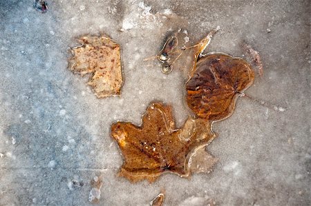 brown autumn leaves in melting ice Stock Photo - Budget Royalty-Free & Subscription, Code: 400-04918511