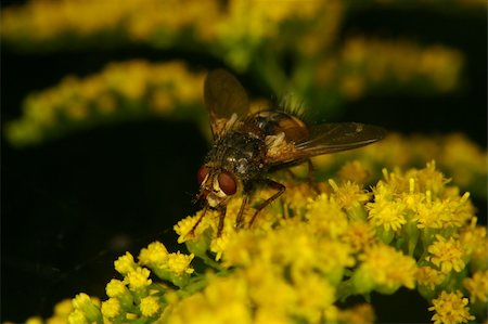 simsearch:400-05703373,k - Blowfly (Calliphoridae) on a flower Stock Photo - Budget Royalty-Free & Subscription, Code: 400-04918895