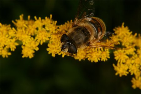 simsearch:400-05703373,k - Blowfly (Calliphoridae) on a flower Stock Photo - Budget Royalty-Free & Subscription, Code: 400-04918893